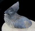 Paralejurus Trilobite - Atchana, Morocco #36846-1
